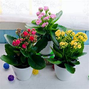 Kalanchoe