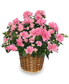 Azalea Deluxe