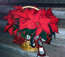 Basket of Poinsettias - Medium