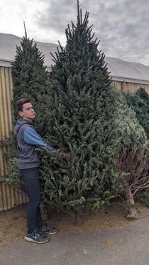 Large Canaan Fir