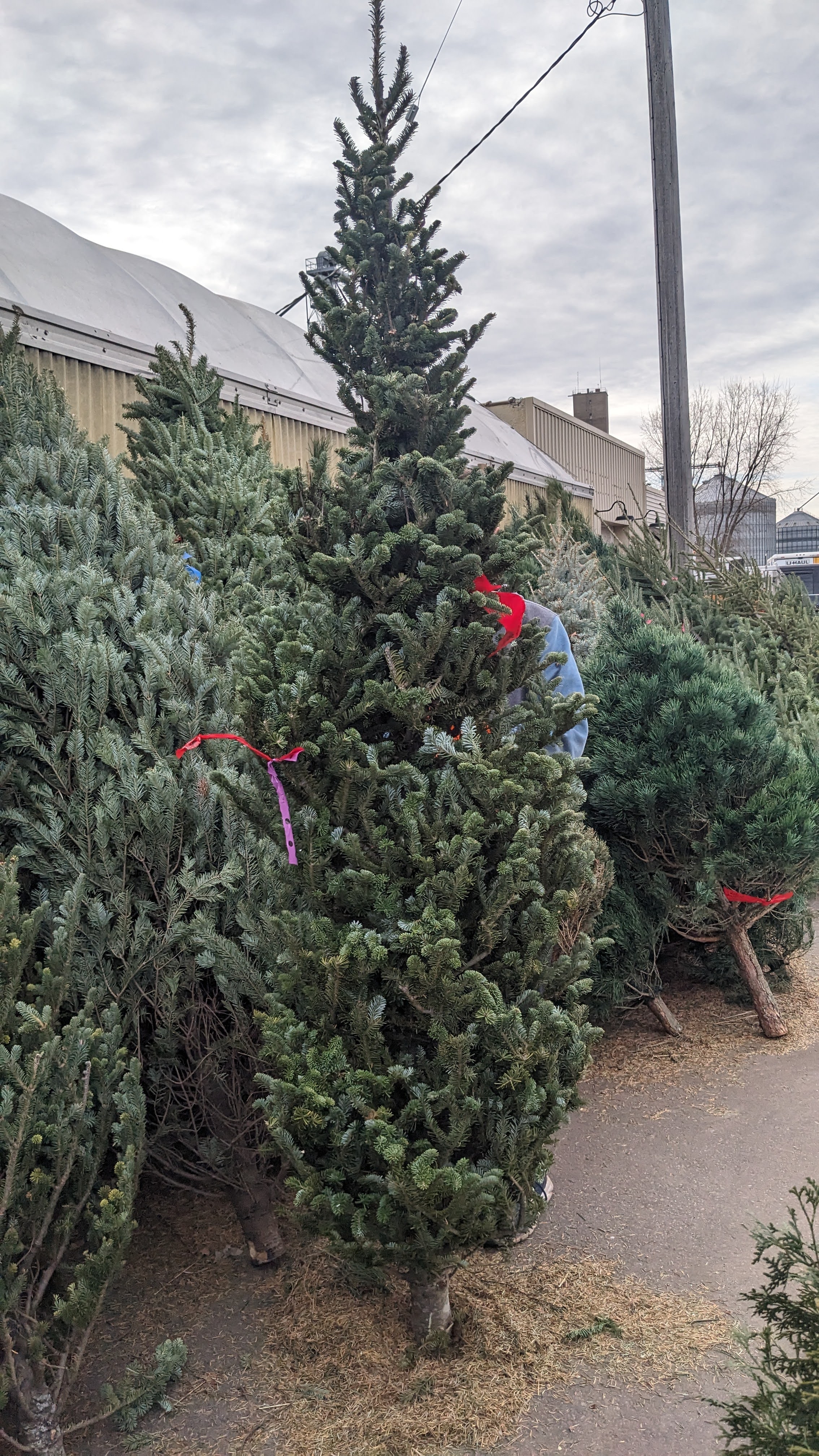 Fraiser Fir