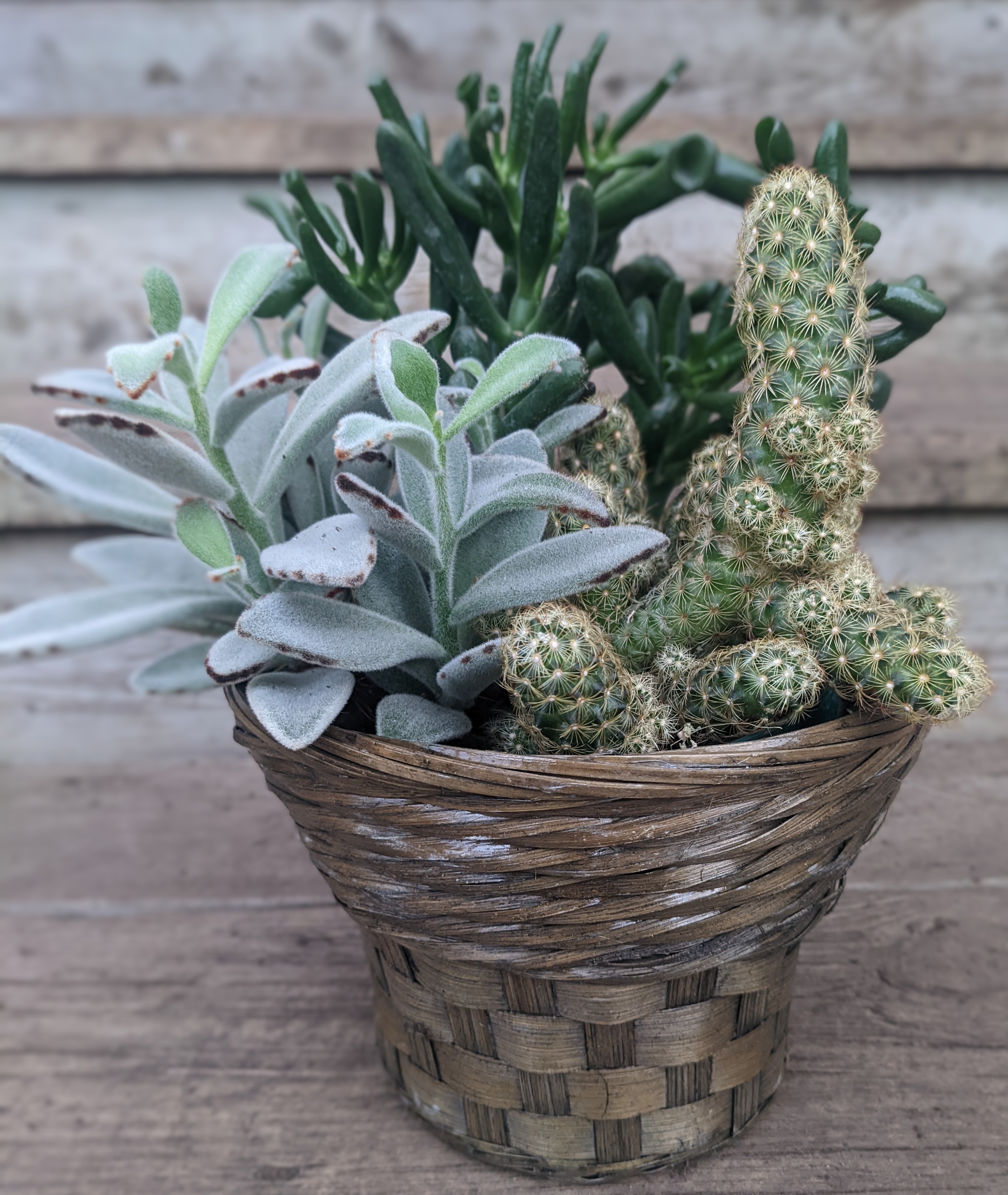 Succulent Basket